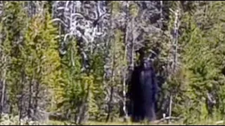 THIS IS THE MOST INSANE FOOTAGE CAPTURED EVER OF A HUGE BIGFOOT ON CAMERA!!