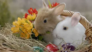 Wildlife Rabbits | Relaxing Music For Sleeping | The Most Beautiful Relaxing Music