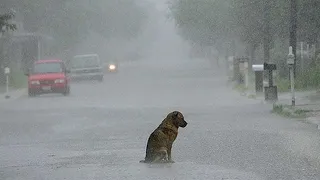 Dieser Hund wartete 10 Jahre auf sein Herrchen