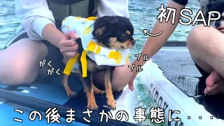 犬がSAPするとこうなります🏄チワワ兄弟 | ドッググランピング🐕 滋賀旅行✈️