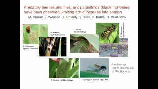 Can biological control help control the sugarcane aphid?