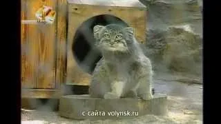 В Новосибирском зоопарке родились манулы
