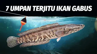 7 Umpan Terjitu Mancing Ikan Gabus & Toman / Snakehead Bait! Pasti Strike!