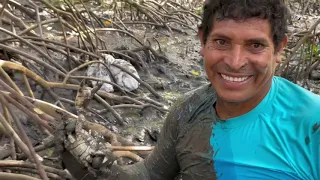 Extração de caranguejo no mangue/ Catching Mangrove Crabs