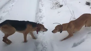 Русские гончие. Вожак, Вертун, Забава.