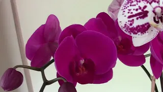 🌺Зробіть це і Ваша орхідея буде цвісти цілий рік🌺Догляд за орхідеями🌺Orchids🌺Beautiful flowers🌺