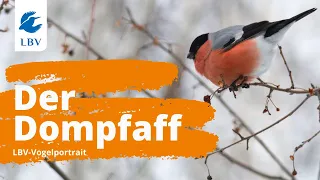 Der Dompfaff (Pyrrhula pyrrhula) - Steckbrief mit Gesang. Vogelarten kennen lernen mit den Experten!