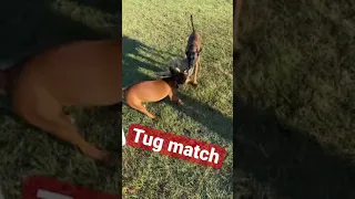 Pitbull Vs Malinois !!!! #workingdog #pitbull #malinois #dogtraining #puppies #dogs #funny