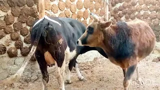 Bull and cow loving seen. ||Yak VS Cow||