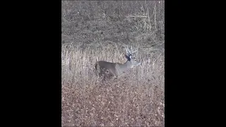 Trophy Deer Down At 180 Yards!