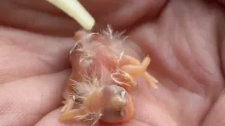 The Tiniest Bird You've Ever Seen - Zebra Finch 🐣