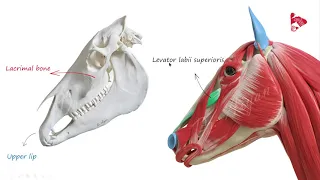 Muscles of the Head - Horse