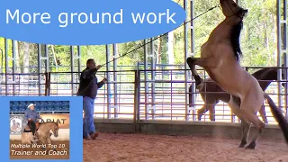 Ground work with a pushy dominant horse