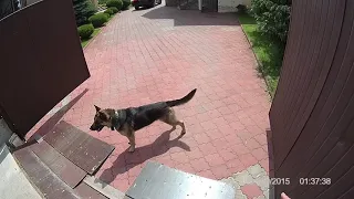 Немецкая овчарка свободная охрана 2. German shepherd