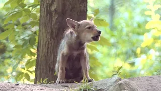 Adorable Wolf Pup Squeaks Out a Howl