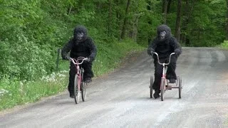 BIKING BIGFOOT SIGHTING CAUGHT ON VIDEO