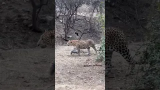 Jhalana leopard Safari #shorts #viral #wildlife #subscribe #short #youtube #rajasthan #jaipur #2023