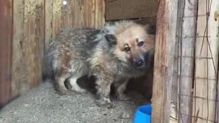The dog had a strange fear caused by the owner and the painful truth