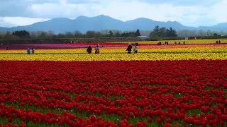 Washington Grown Features Skagit Valley Tulip Festival's Tulip Growers