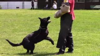 Quick ze Stříbrného kamene - training B+C - 15 months