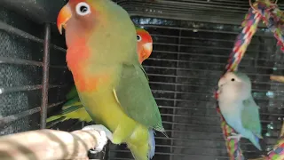 hybrid love bird peachfaces saying hello