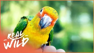 The Majestic Macaws Of Brazil (Wildlife Documentary) | Amazing Animals | Real Wild Documentary