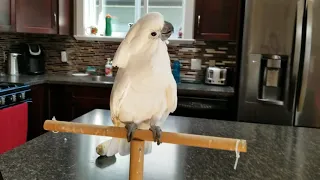 Penny The Cockatoo,  Happy that Brandon's home from work!