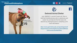 Gwinnett Animal Shelter offering free adoptions for active military, fire & EMS personnel