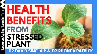 DAVID SINCLAIR “Health Benefits From Stressed Plants” | Dr David Sinclair & Dr Rhonda Patrick Clips