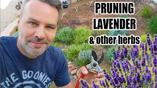 How and When to Prune Lavender Plants