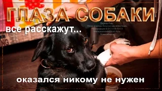 🐕Собака из приюта которую предали хозяева 🐕 a dog from a shelter