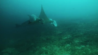 Giant Manta