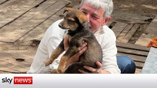 Ukraine War: Looking after 600 dogs in Ukraine