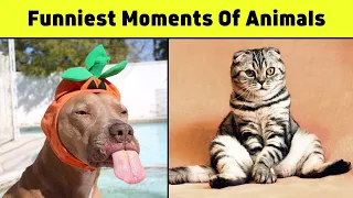 Funny Dog And Cat Videos That Make Me Laugh Uncontrollably