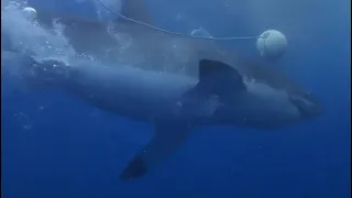 Great white shark, South Australia