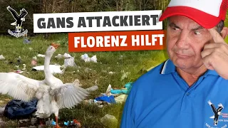 Welpe wird von einer Gans attackiert, Florenz kommt zur Hilfe.