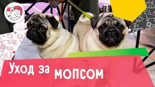 5 особенностей ухода за мопсом