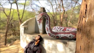 Anaconda Snake Attack In Real Life 6