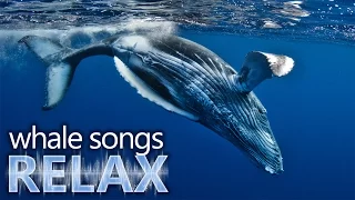 Humpback Whale songs of the ocean deep sleep music relaxation-holistic hypno