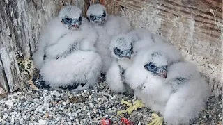 Cal Falcons: Banding Day Highlights 🐥🐥🐥🐥 3 cam compilation📽️  2024 May 15