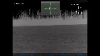 Охота на лису 01.12.21 с тепловизором Пульсар Pulsar Trail 2 LRF XP50 и карабин Blaser R8 308win