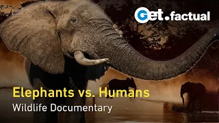 Elephants Up Close: Botswana's Largest Mammals in a Changing World | Full Documentary