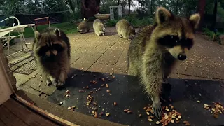 Female raccoons dominate the patio