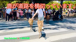 鹿が道路を横切っています。奈良公園 🦌🦌Nara Park deer 🦌 in japan