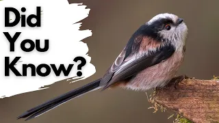 Things you need to know about LONG TAILED TITS!