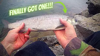 RIVER FISHING FOR LAKE WHITEFISH