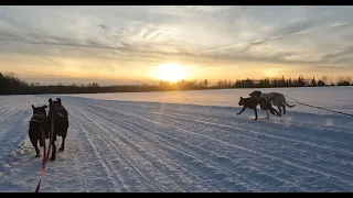 English Setter On Kicksled For The First Time.