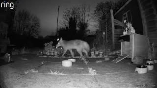 Hedgehog Cam 20240405 21:31