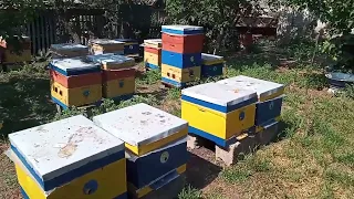 Роблю ще десять відводків!!!🐝🐝🐝🐝🐝