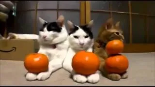 Best Jokes Подборки приколов (18+) Самые неадекватные коты Смешное поведение кошек Cute cats